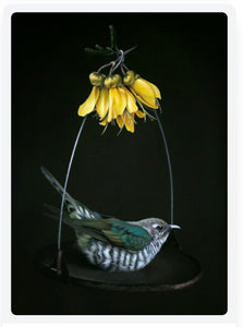Art -  Black box frame "shining cuckoo with kowhai"
